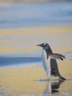 Gentoo Penguin during early morning at the coastline. Falkland Islands, Saunders Island. Art Print